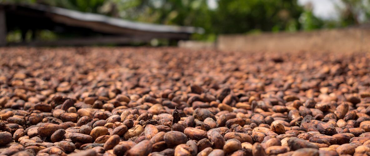 Johansa Cocoa